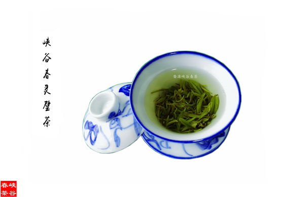 喝茶增加人们的骨质密度