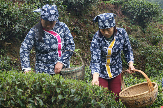 茶多酚相关知识