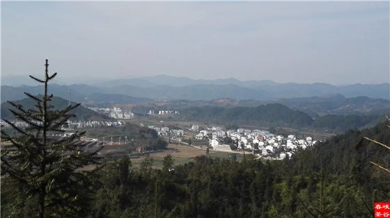 茶培岭情思