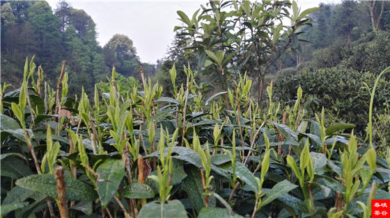 中国茶:叶脉与意境