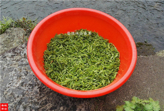 谷雨茶比清明茶更益于健康
