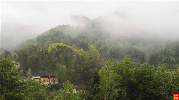 乡村美景忆西源,茶香还数峡谷春