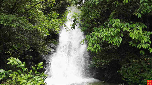 乡村美景忆西源,茶香还数峡谷春