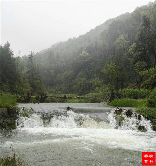 乡村美景忆西源,茶香还数峡谷春