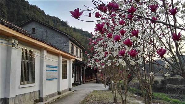 乡村美景忆西源,茶香还数峡谷春