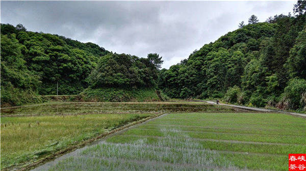 乡村美景忆西源,茶香还数峡谷春