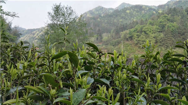 乡村美景忆西源,茶香还数峡谷春