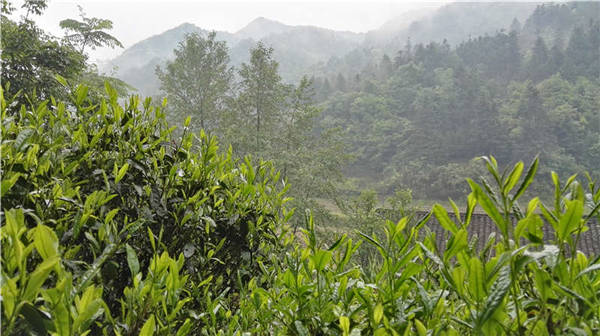 乡村美景忆西源,茶香还数峡谷春