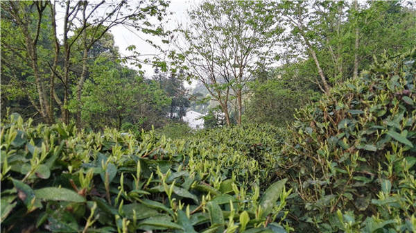 乡村美景忆西源,茶香还数峡谷春