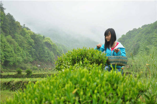 乡村美景忆西源,茶香还数峡谷春