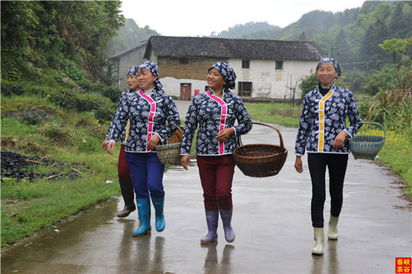乡村美景忆西源,茶香还数峡谷春