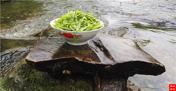 乡村美景忆西源,茶香还数峡谷春