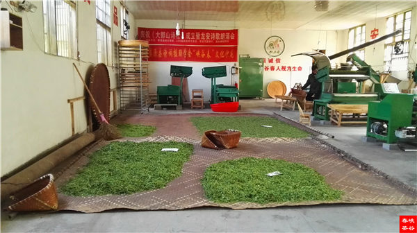 乡村美景忆西源,茶香还数峡谷春