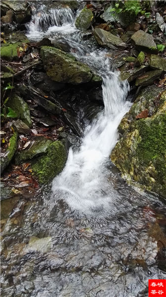 茶为父 水为母