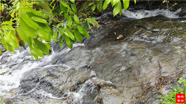 茶为父 水为母