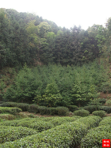春山采茶