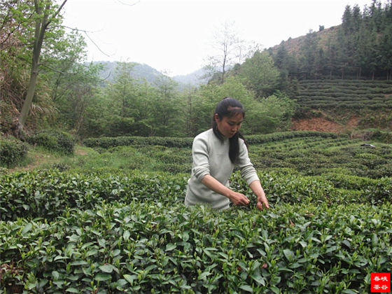 春山采茶