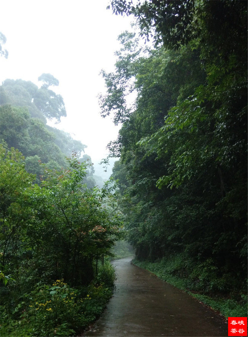 峡谷春