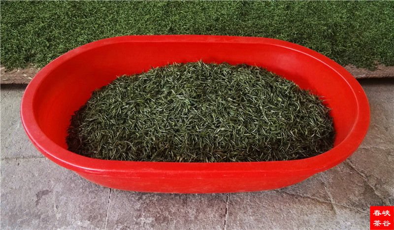 好茶,在西源