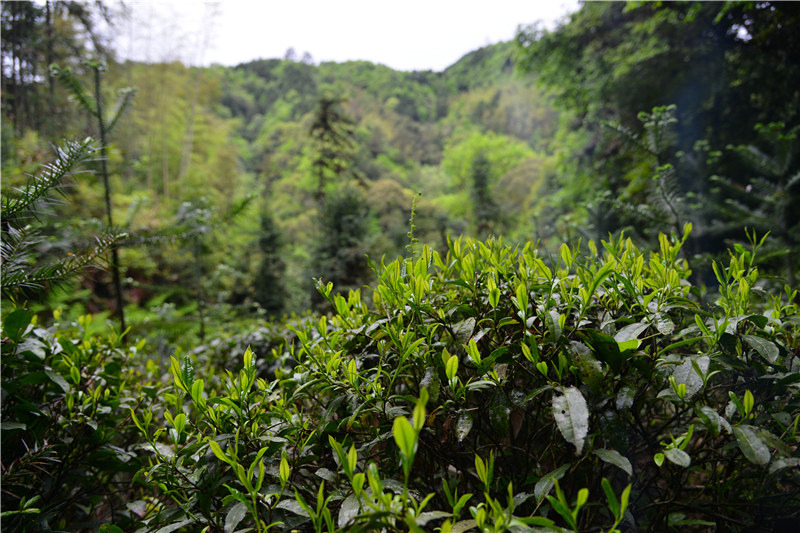 好茶,在西源