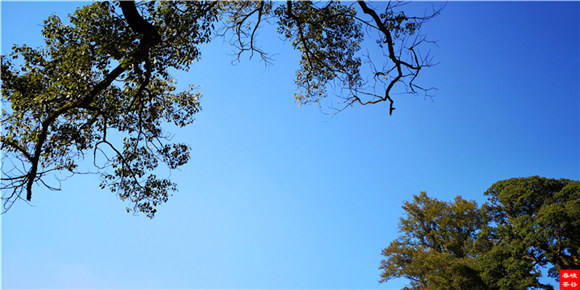 《长淮诗典》情满“峡谷春”婺源金秋诗会