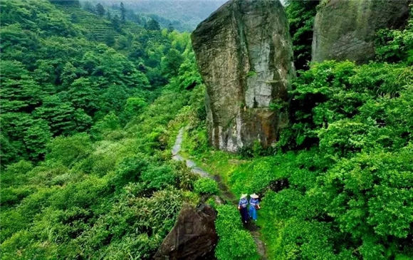 走进婺里茶乡,让生命皈依自然的本真