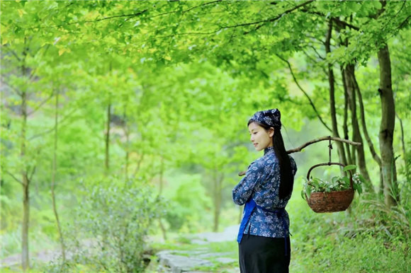 婺源乡间有茶香