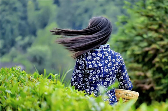 婺源乡间有茶香