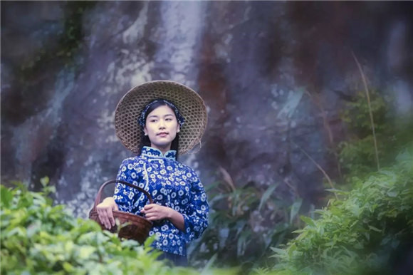 婺源乡间有茶香