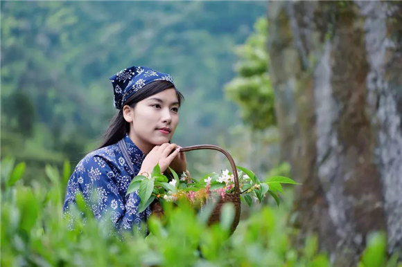 婺源乡间有茶香