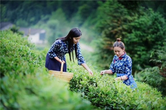 婺源乡间有茶香