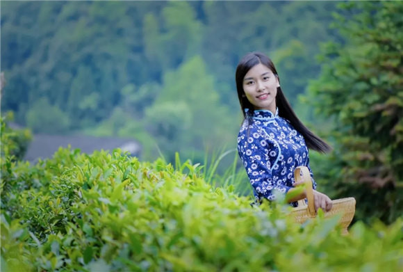 婺源乡间有茶香