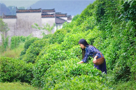 婺源乡间有茶香