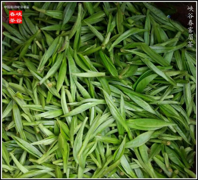 茶叶——是人们最富健康养生的玉叶神草