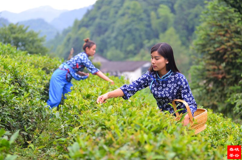茶叶是人们日常生活中之养生之宝