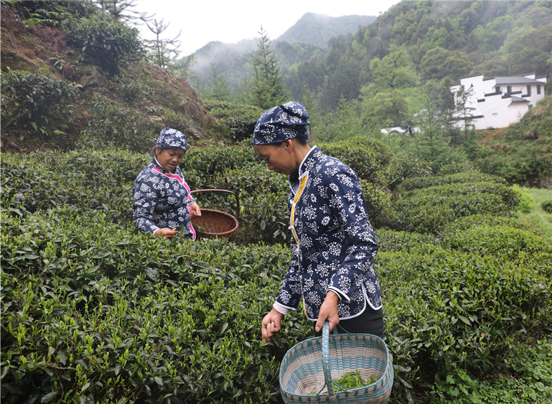 谷雨新茶
