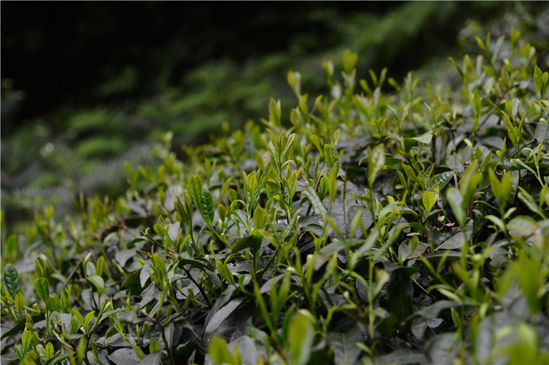 谷雨新茶