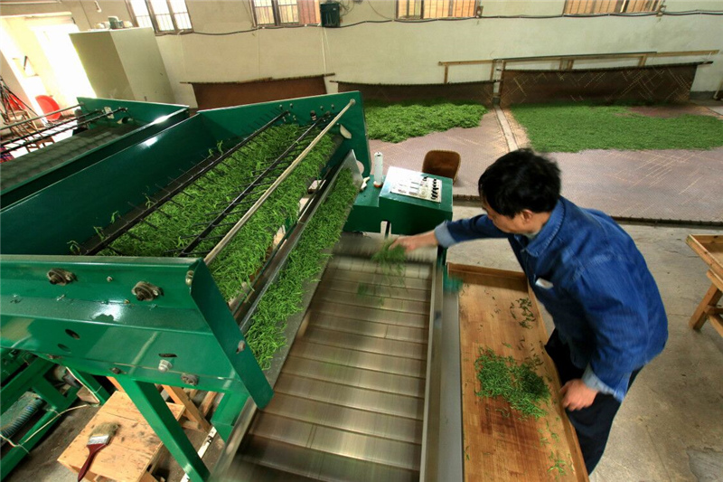 谷雨新茶