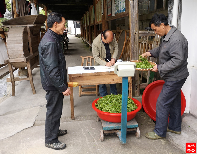 茶叶是降脂减肥的天然药物原料 茶叶是降脂减肥的天然药物原料