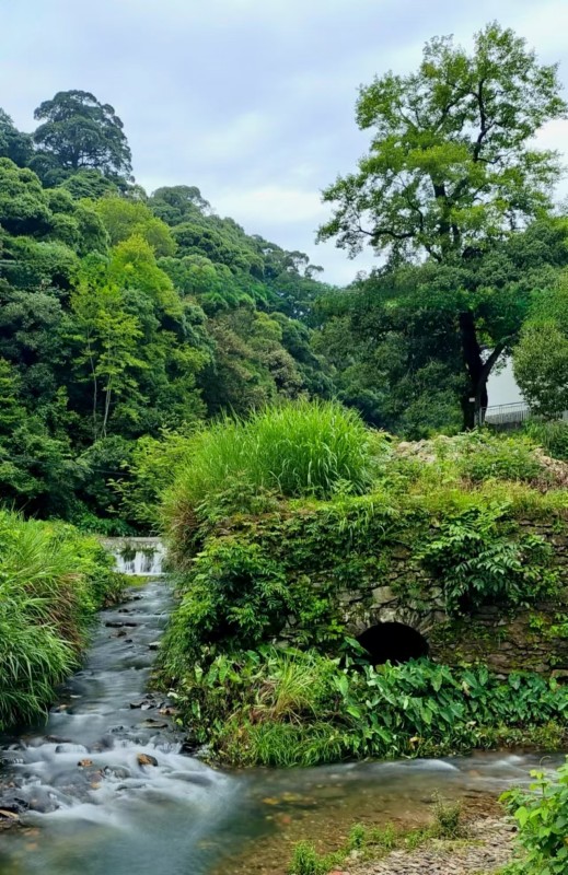 致峡谷春茶 致峡谷春茶