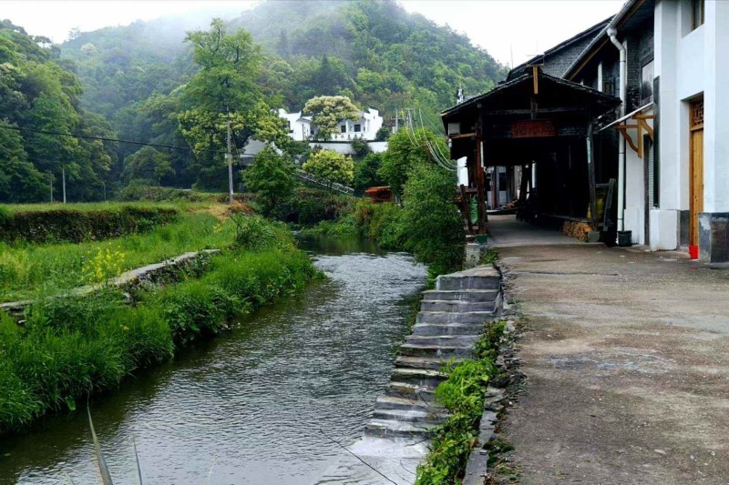 致峡谷春茶 致峡谷春茶
