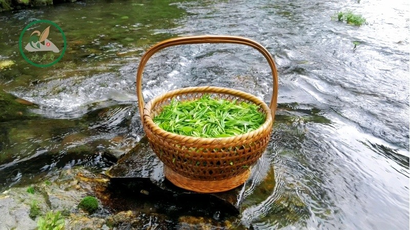 致峡谷春茶 致峡谷春茶