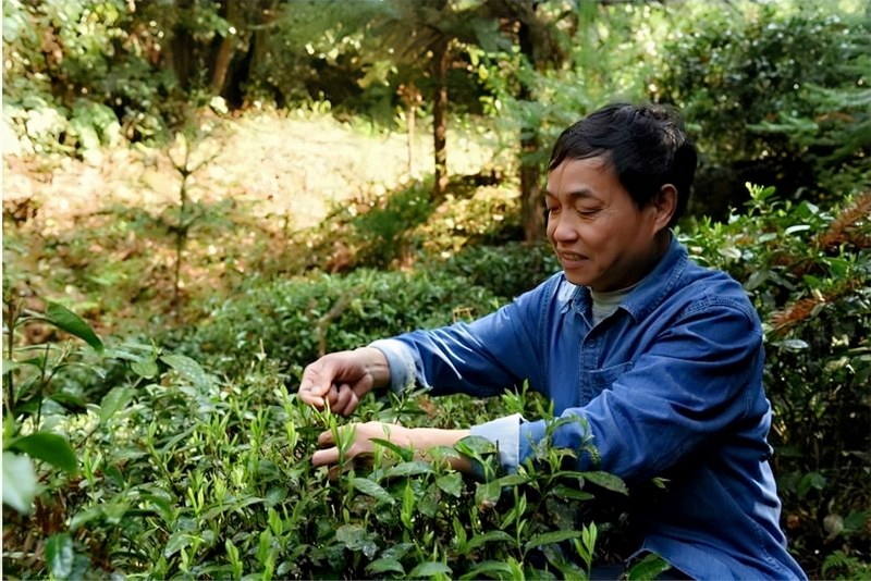 齐贵飞与婺源峡谷春茶 齐贵飞与婺源峡谷春茶