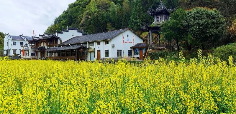 访婺源峡谷春茶厂厂长齐贵飞 访婺源峡谷春茶厂厂长齐贵飞